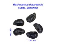 Rauhocereus riosaniensis jaenensis GC.jpg